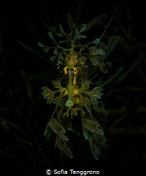 Leafy seadragon - Phycodurus eques by Sofia Tenggrono 